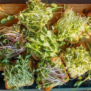 Schneidbrett aus Holz. Darauf mit Microgreens belegte Toastbrote.